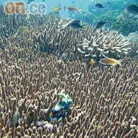 貴為「生態熱點」，這裏有超過300種珊瑚和2,500種魚類。