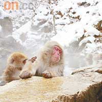 志賀高原雪猿後樂園