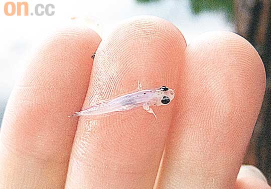 擁有透明身軀的西拉雷彭魚，是鰕虎魚家族成員，身長僅1至2厘米。