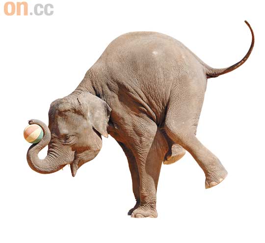 搵食艱難，大象都要玩雜技，希望不用練埋縮骨功。