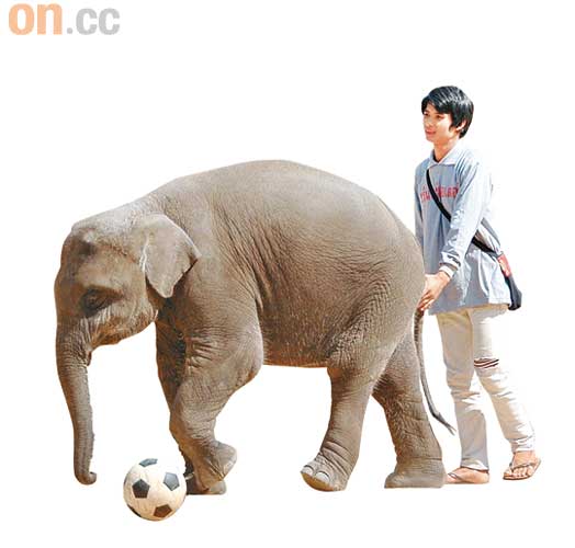 大象足球，零舍姿整。