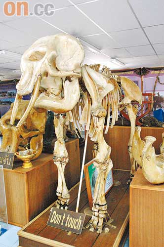 大象中心展示象骨，發現大象額骨竟是中空的，重擊可致命。