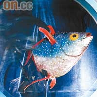 斑月魚又名斑點月魚，體長最大可達1.8米，重100公斤。