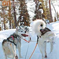 雪橇犬開工時不免狗有三急……