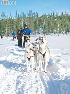 雪橇犬應該有過度活躍症，要停車都幾難。