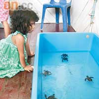 海龜BB出生後，被放到盆中習泳。