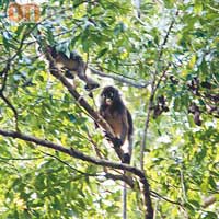 置身雨林中，有機會看到罕有Dusky Leaf Monkey，牠們喜歡在樹上攀爬，只吃樹葉。