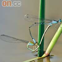 綠斑蟌：貌似蜻蜓的綠斑蟌，是濕地公園常見的豆娘之一，喜歡在溪流和水池附近的水生植物徘徊。