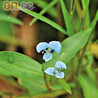 節節草：香港原生植物，屬鴨跖草科。每年5月至11月，均可以見到其長出藍色的花。