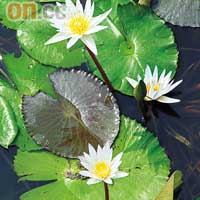 睡蓮：屬睡蓮科，與蓮花最大分別是它沒有蓮蓬、蓮子、挺水葉，其葉片只浮於水面，且邊緣有缺口。