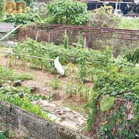 農地正進行加建，希望可種更多不同類型的農作物。