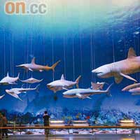真實比例的大型海洋哺乳動物標本，也以懸掛半空恍如游泳中的方式展覽。