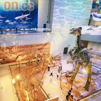 為放置廿米高的巨型恐龍骨，索性將3、4樓的展廳打通。