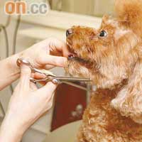 第一次來歎世界的狗狗，先要經過皮毛狀態檢查，美容師又會摸遍其全身骨骼穴位，了解其健康狀況，並替牠梳理及修剪毛髮。