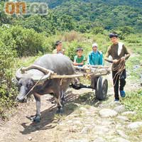 途中更發現牛車，當然啦，這裏是稻田嘛！