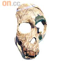 史前人類頭骨化石，足證人類生命極可能發源於非洲。
