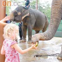 大象雖然個子很大，但非常友善，連小朋友都喜歡。
