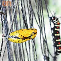 蝴蝶園內可見證毛蟲結蛹再變蝴蝶的過程。