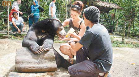 Sun Bear是馬來西亞獨有的熊種，因喜歡吃蜜糖，故又有馬拉Winnie the Pooh之稱。