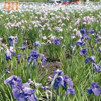 園內種植了600多種、超過共2萬5千棵菖蒲花。