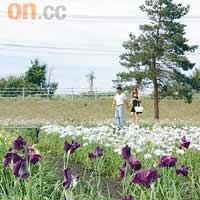 花菖蒲園早於昭和年間由畫家村元俊郎一手打造，被列入「芽室遺產」。