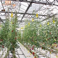 在7月及8月以外，番茄都是在溫室內以支架栽培法種植。