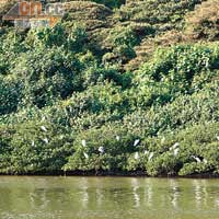 鴉洲是全港最大的鷺鳥林，居住了不少鷺鳥，包括大白鷺、小白鷺、夜鷺、牛背鷺等。