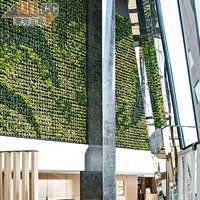 大堂室內設有巨型Green Wall，種滿層層擁有淨化功能的虎尾蘭，映照室外綠色盆栽，令人心曠神怡。 