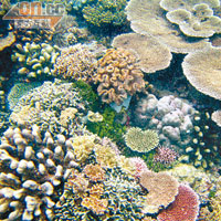 繽紛的珊瑚礁內住着小蝦和海兔一類小動物。