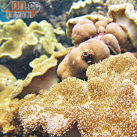 只有「造礁珊瑚」才能創造出珊瑚礁。