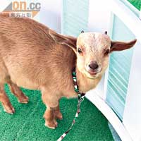 商場於今個星期六、日（2:00pm~5:00pm）設「小小動物農莊」，讓小朋友近距離接觸可愛的小動物。