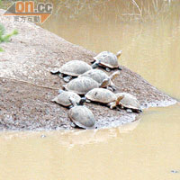 河面只有非洲龜在曬太陽，是否天氣太熱，河馬都躲到河底去了？