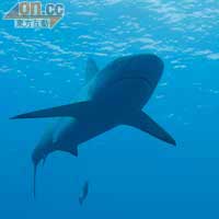 相信Whitetip Reef Shark已習慣參與Shark Dive活動。