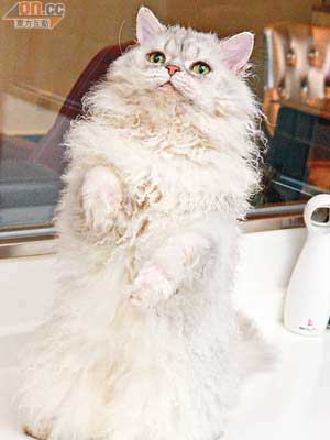 Daiguiri曾獲07~08年度羊毛貓（長毛）品種全世界冠軍