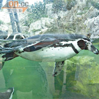 透過大玻璃，可欣賞到企鵝們的泳姿。