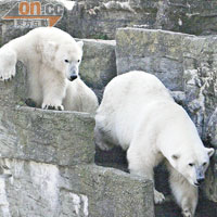 北極熊喜愛在特別為牠們而設的大石山上捐上捐落。