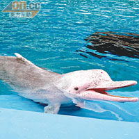 海豚一見到大家，就立即游過來Say Hi，好可愛！
