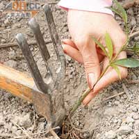植樹相當簡單，只需掘土、插苗、灑水及插入保護竹欄便可。