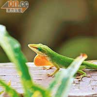 這隻綠變色蜥成為Eco-lodge最有趣的訪客。