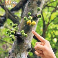 屬桑科榕屬植物的水同木，多在比較潮濕的地方出現。