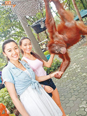 雖然這頭長毛猩猩並非來自南美的新住客，但也是園中的人氣巨猩！