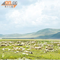 連綿的大草原上，名副其實是風吹草低見牛羊。