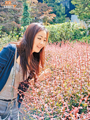 茂盛的日本小檗泛着嬌艷紅光，遊客禁不住駐足欣賞。