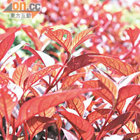 一大片又紅又綠的葉子下，色彩簡潔分明，而且放大100%仍細緻銳利。