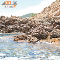 白腊灣礁石邊的海水清澈見底，近岸也有不少珊瑚。