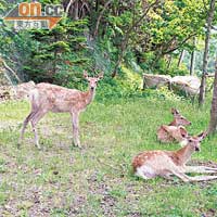 知床五湖屬大自然區，不時會碰到蝦夷鹿一類的野生動物。