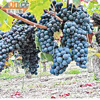 每年9月至10月，莊園裏的葡萄都長得又大又圓。