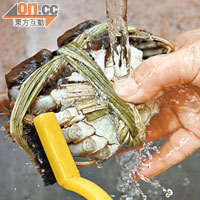 Step 2：用刷子把藏在蟹關節位的污垢擦淨，特別注意蟹鉗的毛。