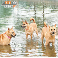 Iris視三隻唐狗如親生子女，閒時指定動作是到池塘玩水。