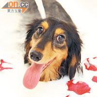 DOG ONE LIFE將人類享受的概念應用於寵物之上，如狗仔花瓣浸浴，能玩水之外，亦可以紓緩情緒。